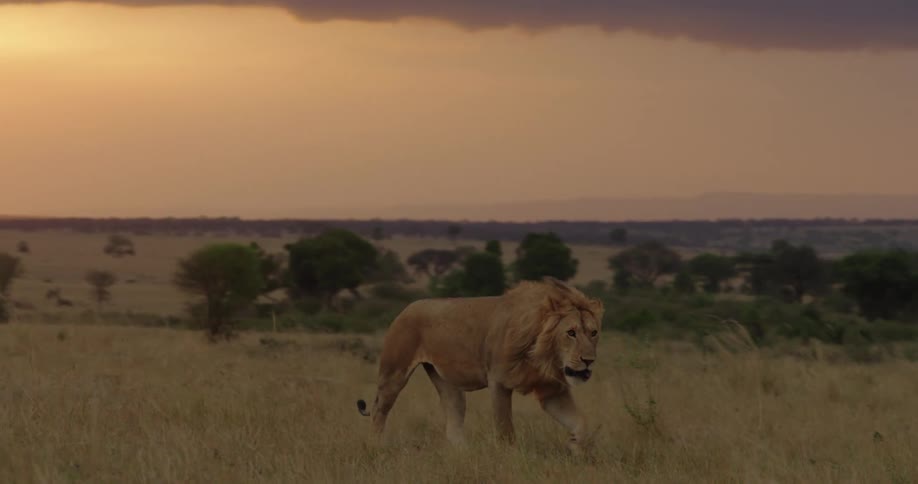 A male lion walking slowly across a dry grassland with a landscape prairie in the background