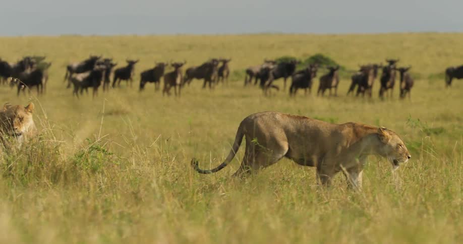 Lions walk near the antelopes