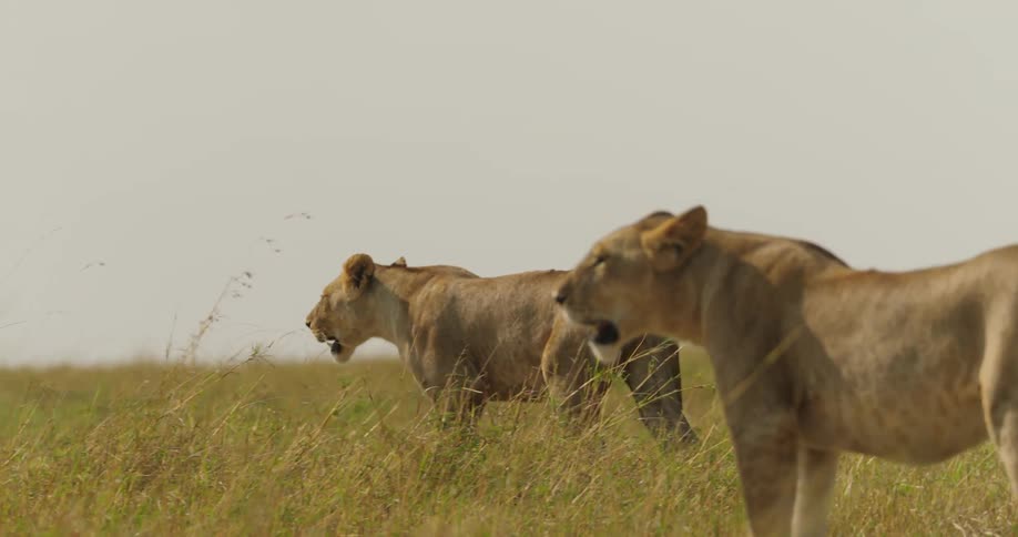 Two female lions stride across a grassy field until one of them stops and looks around