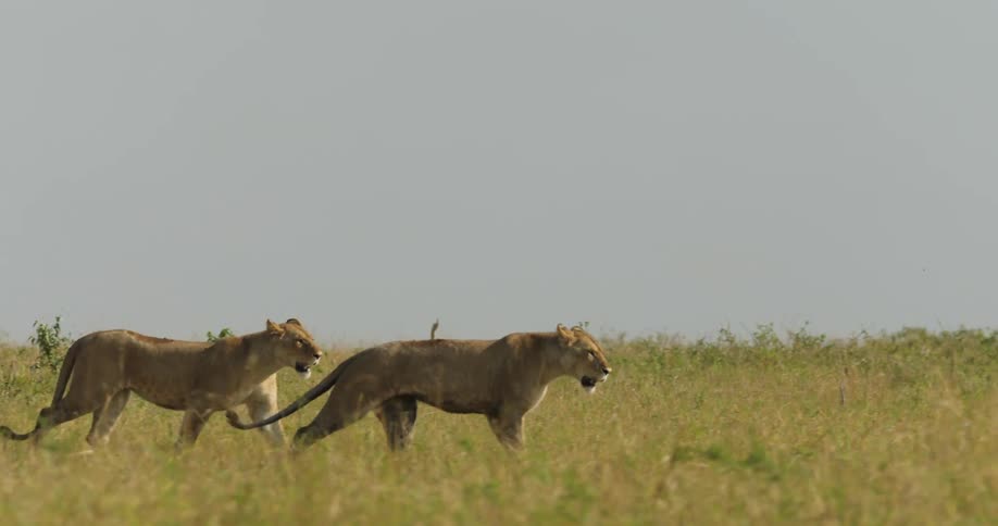 Two lions stride together along a grassy plain and when one lags behind the other waits to let it catch up
