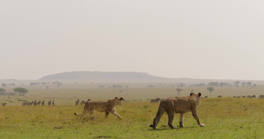 Two lions walk slowly as they track a heard of zebras in the distance