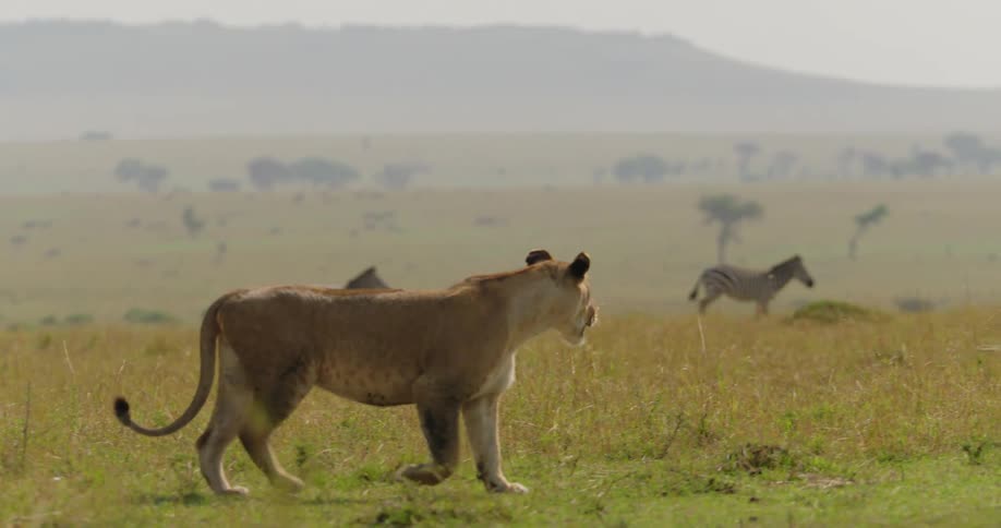 A lion strolls along a grassy field while watching zebras run by