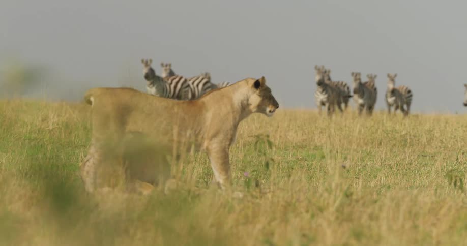 A herd of zebras standing in a grass field behind a lion walking up to another lion laying on the ground