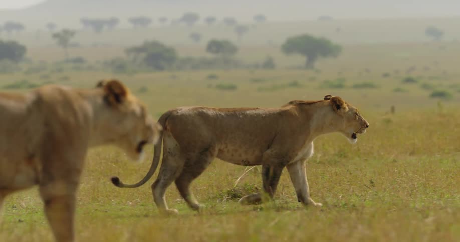 Two healthy looking lions wall along a grassy field on a sunny day