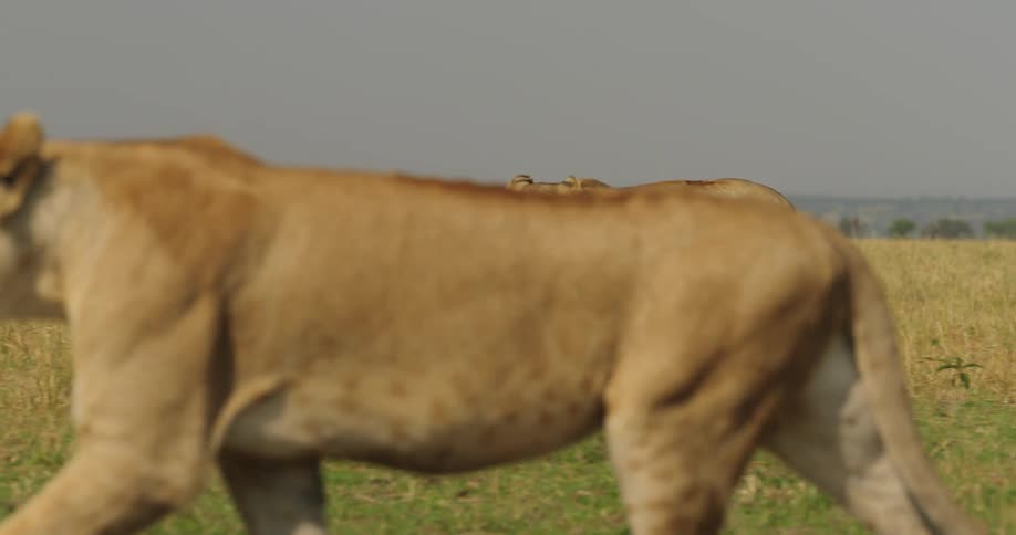 Two strong looking lions walk confidently across a field of grass