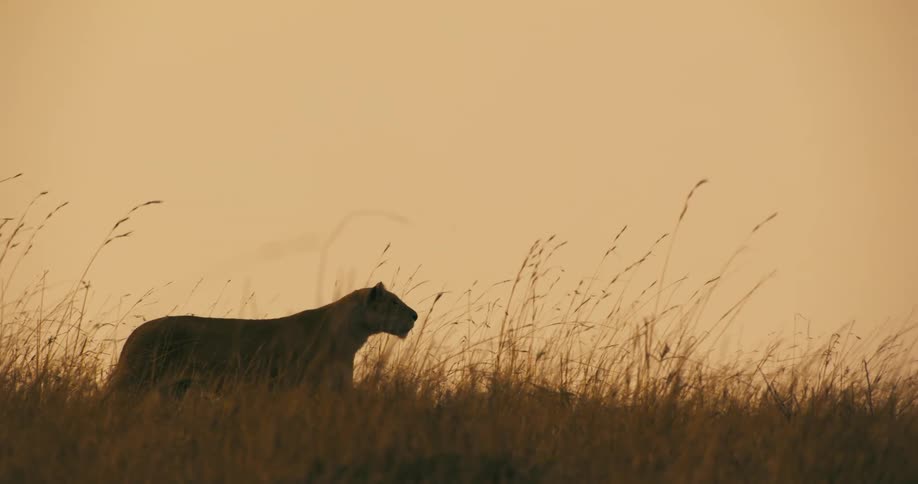 The silhouette of a lion is seen as it walks attentively through a field