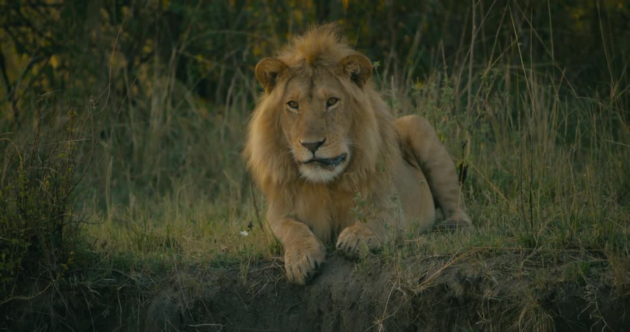 Lion with sore mouth sits on the grass in the wild