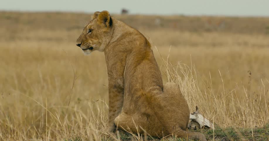 A lion is sitting outside and opens its mouth and yawns as tall dry grass moves in the breeze