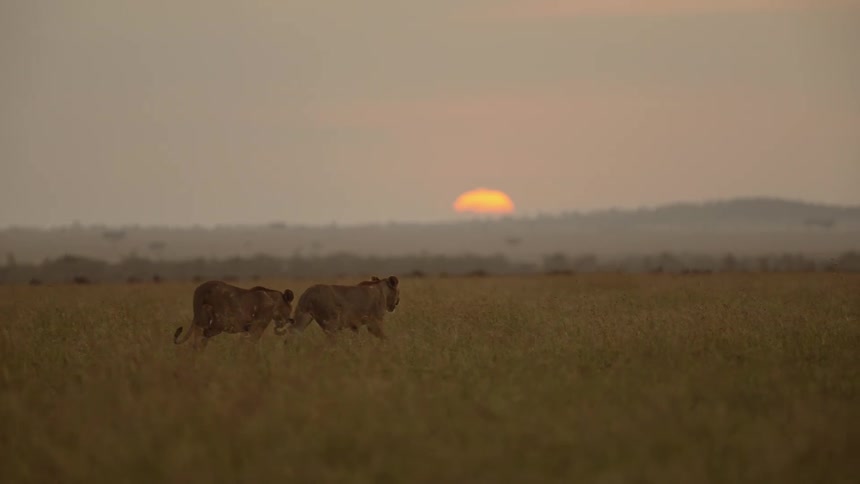 The sun hangs very low in the sky as two lions walk through a field