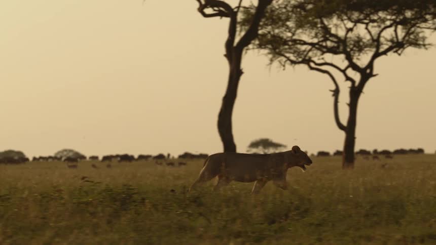 A female lion strides across a field with grass and trees while other animals graze in the background