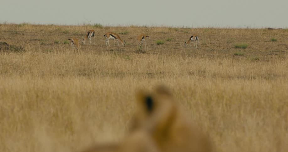 A small herd of gazelles are grazing in a field as a lion watches