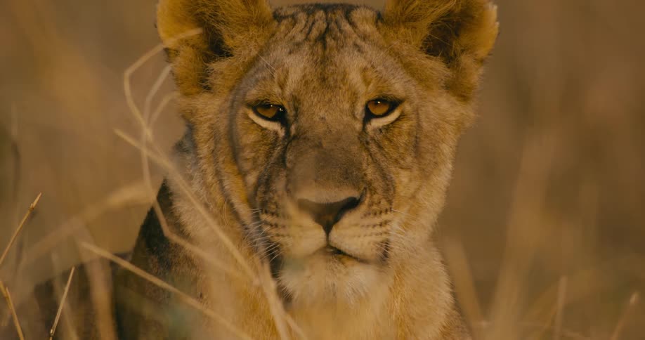 Close up of a lion staring in to the distance in a grassland