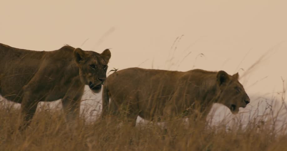 A pair of lions walk through the savanna in the evening