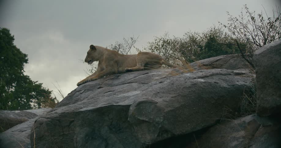 A lion is lying across a large rock as plants move in the breeze and it gets up and walks away