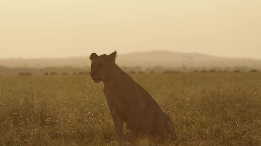 A lion standing in a grassland looking around then sitting and laying down