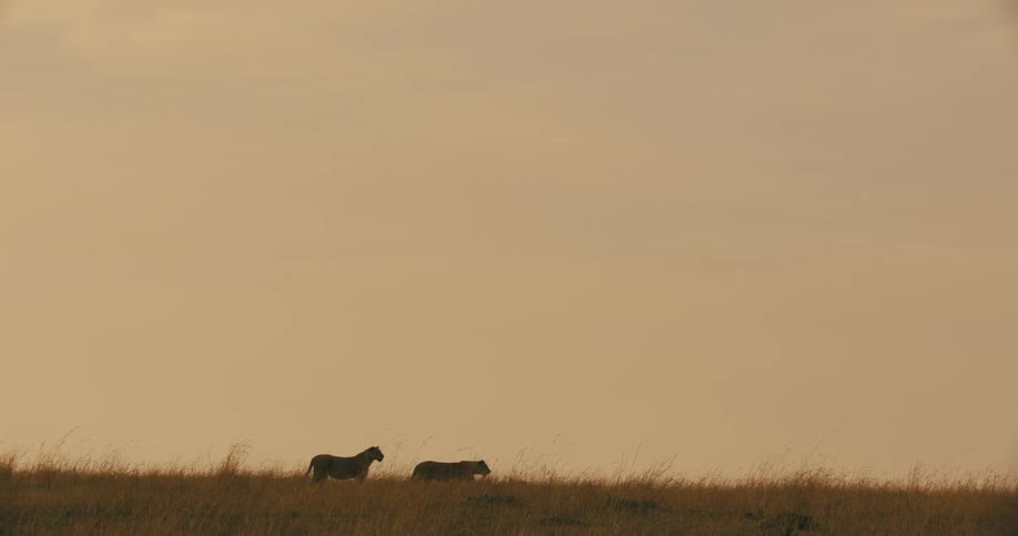 Two lions stroll across a grassy field in silhouette until one of them stops and watches the other go on