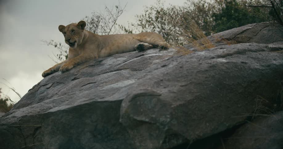 A lion laying down on a large rock ledge licking its lips and looking down