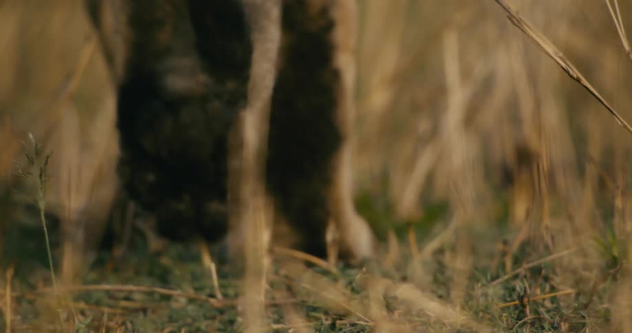 Lion walks in the field