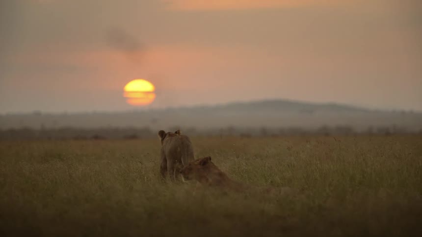 A lion laying in the tall dry grass as another lion is walking away toward the sun setting on the horizon