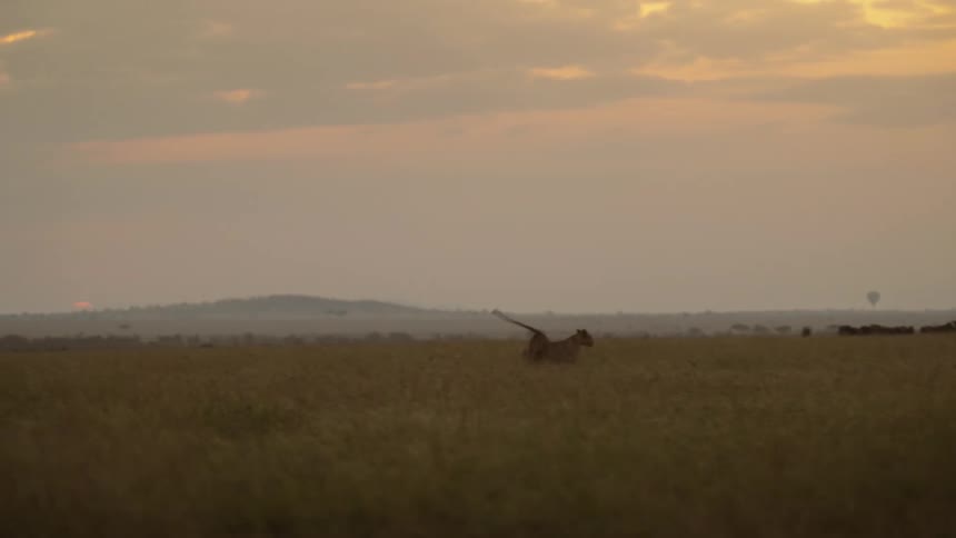 A pair of lions are running and playing in a field of tall dry grass and there are mountains in the distance under a hazy sky