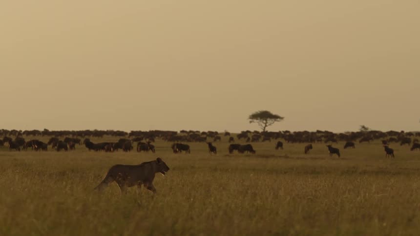 A lion is walking in the jungle at dusk