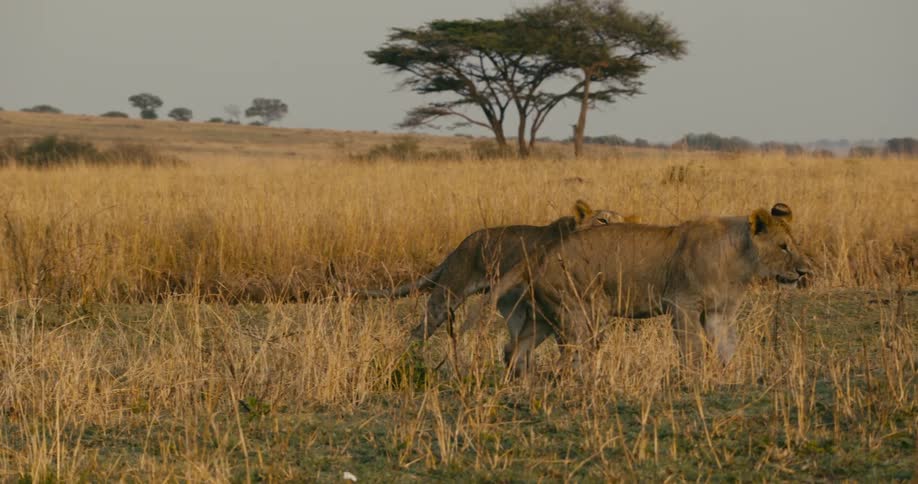 Lionesses walk and play with each other in the wild