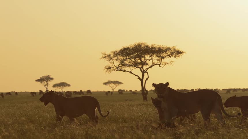 Pride of 3 lionesses roaming savanna grassland at sunset
