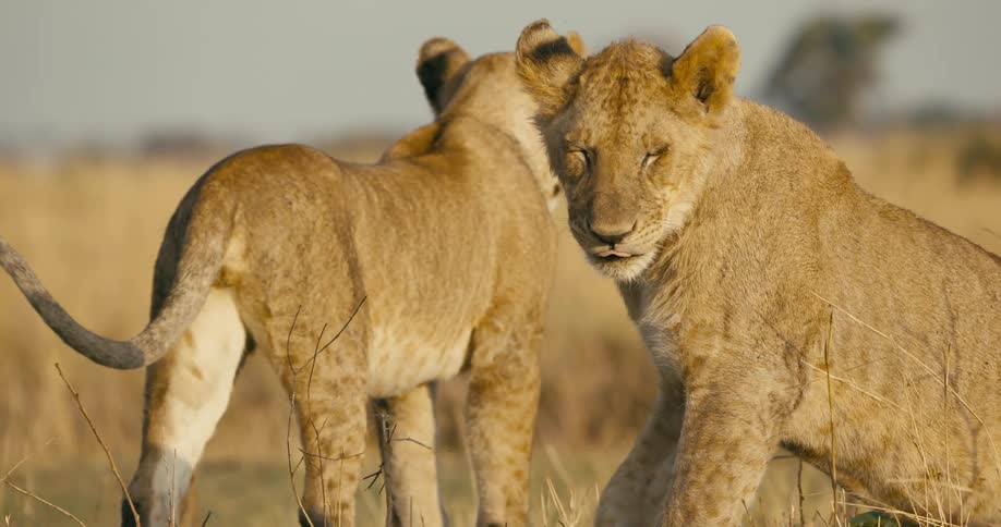 Two lions on a grassland one sitting and one walking away and then standing