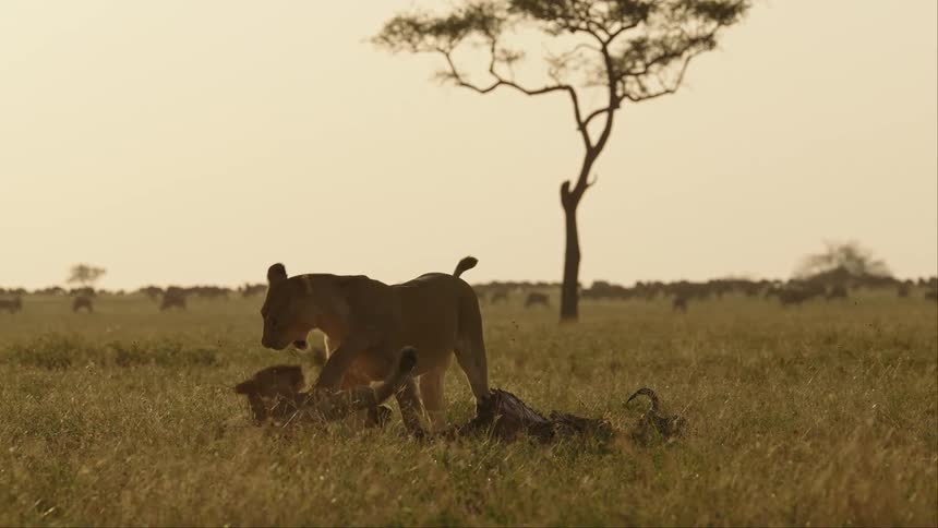 Two lions play with each other next to a dead animal carcass