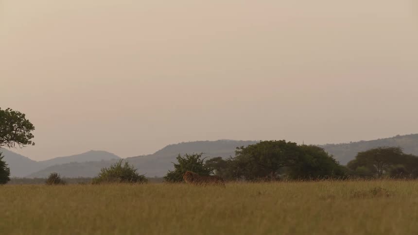 A lion is walking in the distance