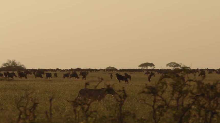 A lion is walking across a field of grazing wildebeest