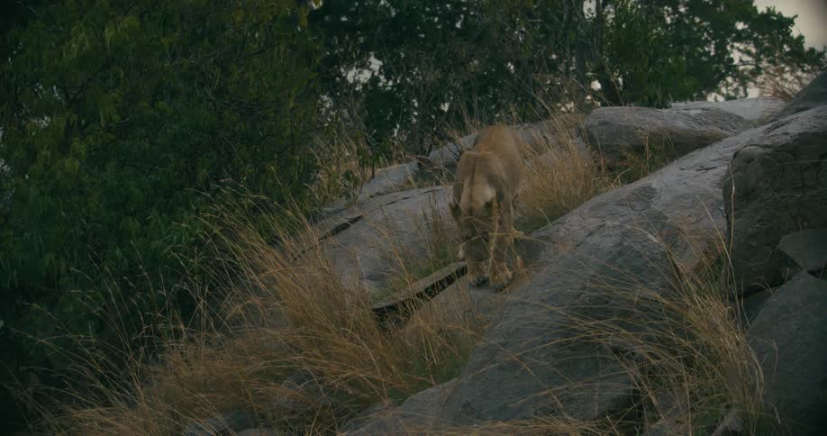 A lioness climbing down from rocks on the african savanna at daytime