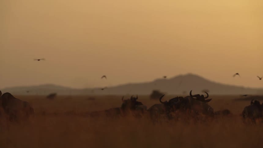 Wildebeest are grazing in a field as a flock of birds fly overhead with mountains in the distance under a hazy orange sky
