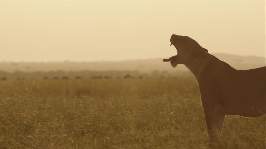 Lions standing and laying down in a grassland yawning in the sunlight