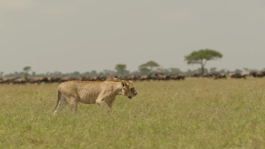 A lion walking in tall grass across a field with trees and herds of animals in the distance