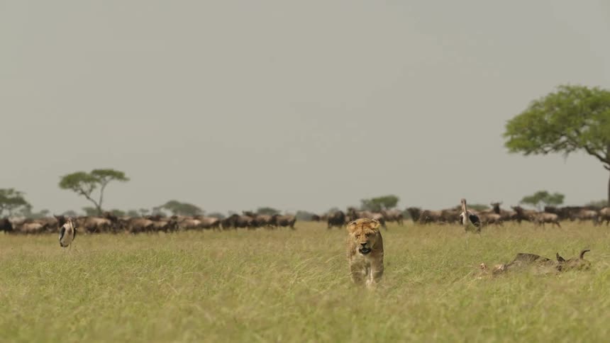 Orbital view of a lioness walking near the carcass of a prey in the african savanna