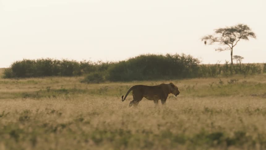 A female lion strides across a grassy field where other lions are resting but ignore her