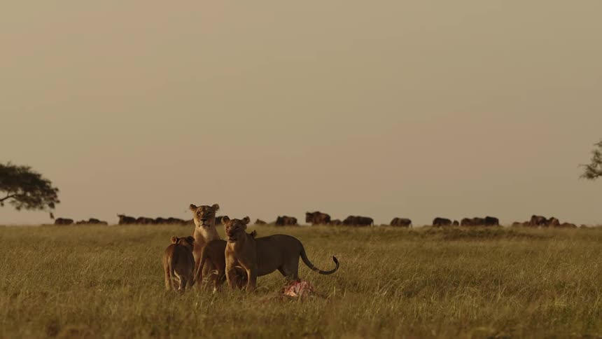A lion trotting across the grass land joining a small group of other lionsnear a carcass