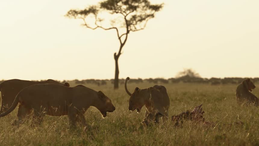 Lions eat prey in the wild at sunset