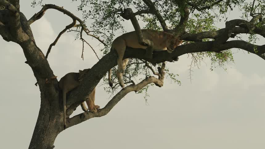 A group of lions are sleeping on the limbs of a large tree under partly cloudy skies