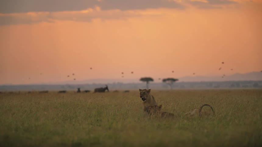 Two lions rest in a field one partly standing the other on its side as other animals move and run far behind them