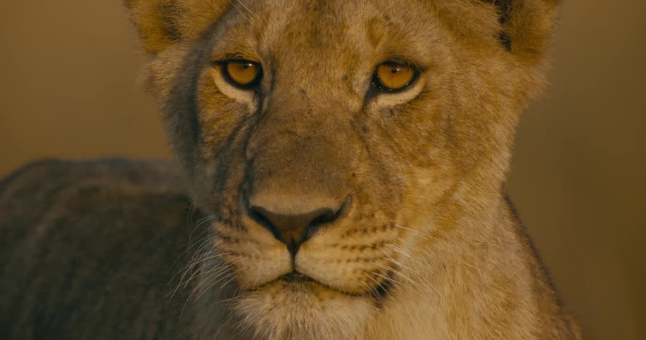 Close up of a lions face as it looks around