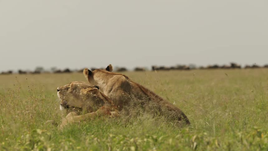 Two lions are resting in a grassy field when third one joins them but instead of lying next to them something calls their attention and one of the resting lions gets up and goes off with the third one