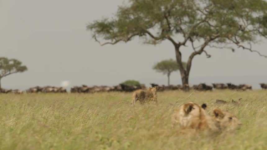 A lioness scares two large african birds resting in the savanna at daytime