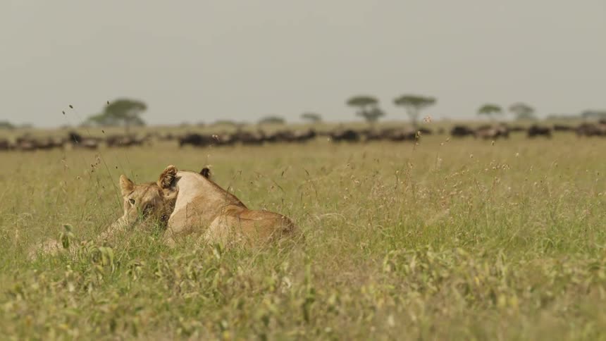 Lioness walks in the field near the herd