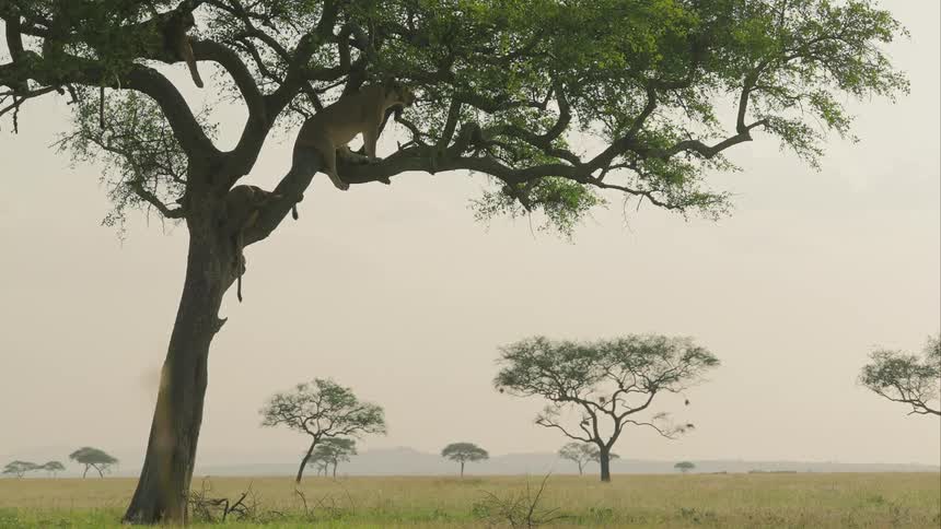 A drone view of lions sitting and laying in a tree on a wide open savanna