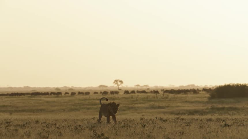 A lion walks through a vast grassland during the day