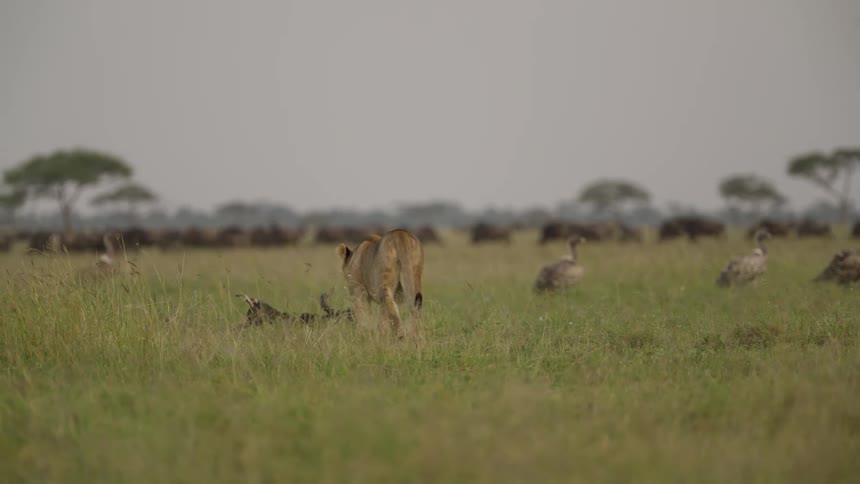 A hawk flies away from a field of lions