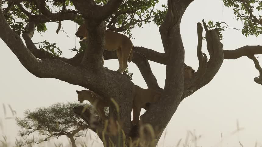 A pride of lioness relaxing over a tree on the african savanna at daytime
