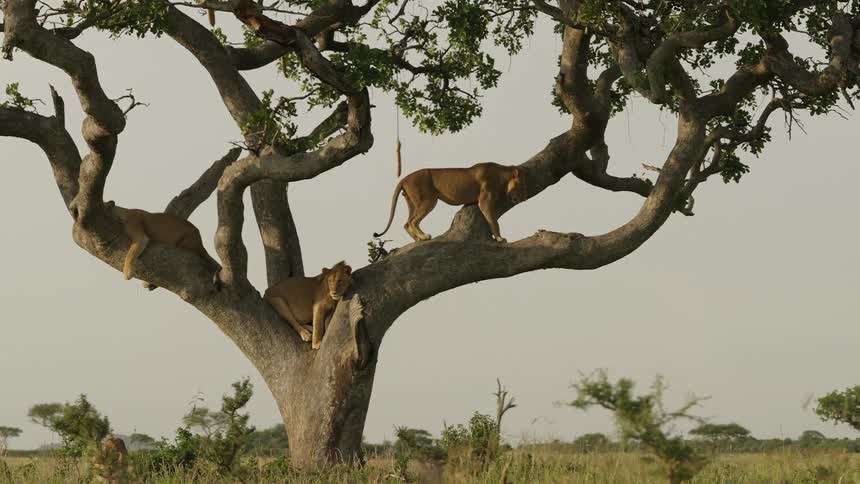 Three lions are up a tree and while one stays there resting another comes down to the ground and yet another is looking around from the tree